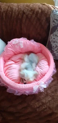 PFW Princess Style Lace Pet Bed – Detachable & Soft