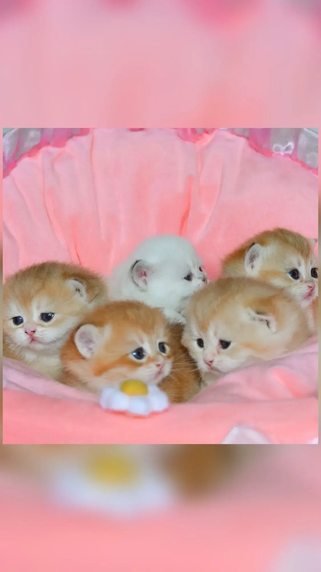 PFW Princess Style Lace Pet Bed – Detachable & Soft